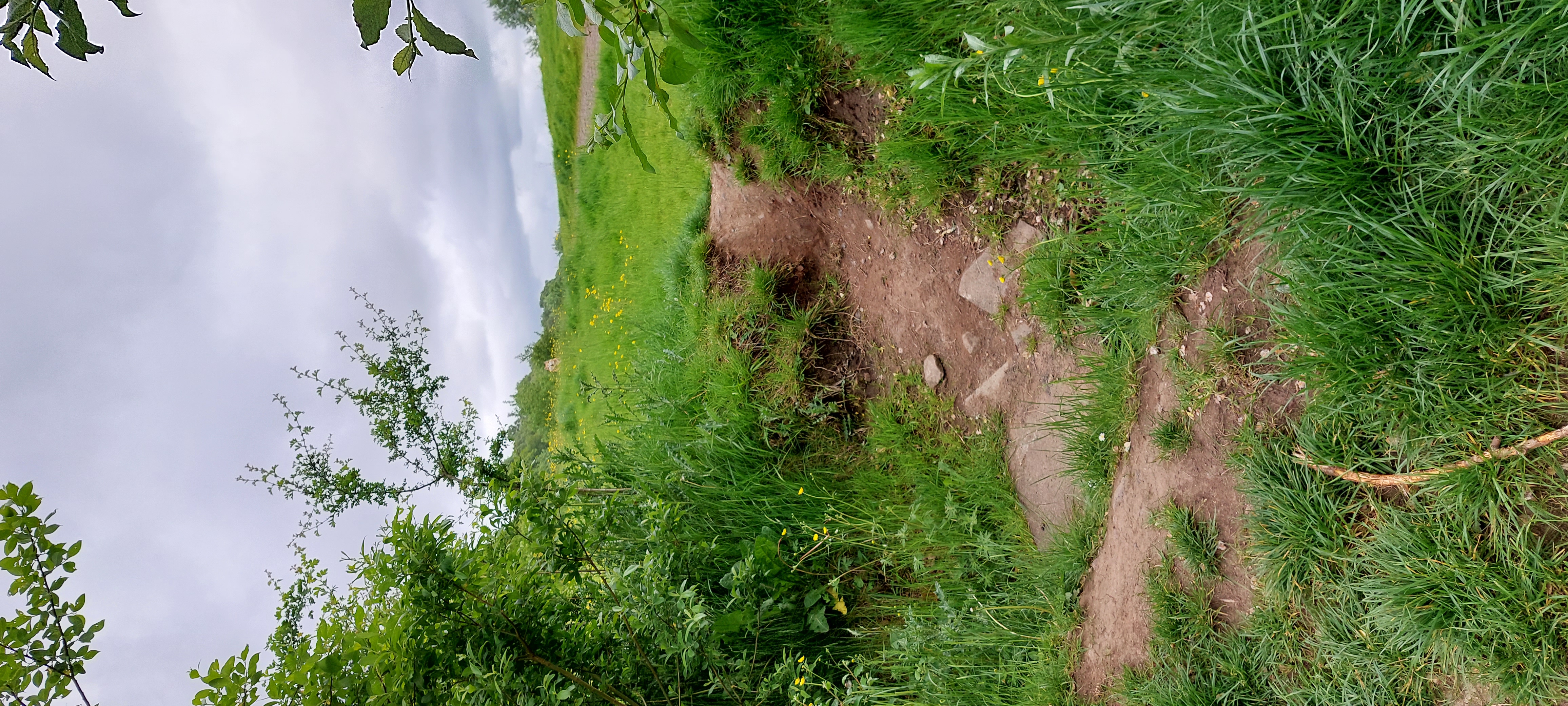 A dirt path leading onto grass and surrounded by trees. A dog is sits in the distance, so far away that it's barely visible even when zooming in.